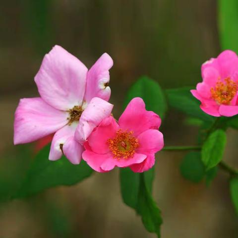 清秀美丽的单瓣月季