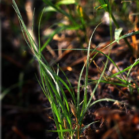 我是一棵小小草