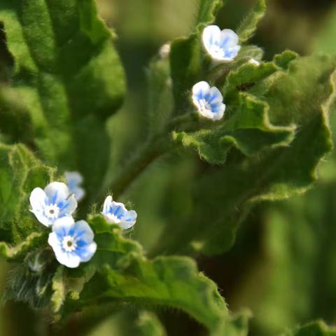 不起眼小花小草（-1）