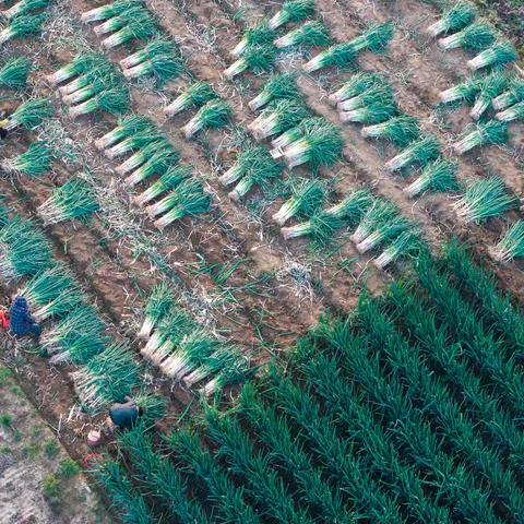 秋日大葱丰收，共享乡土之味