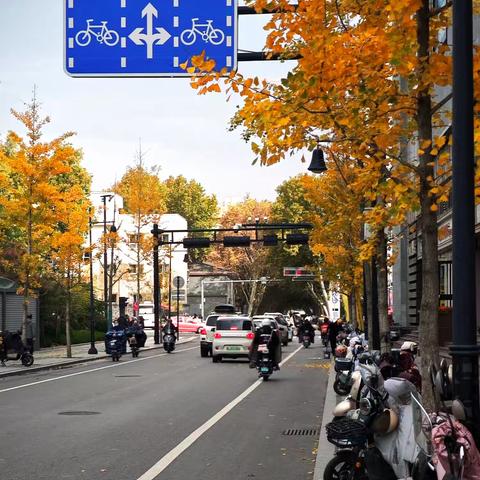 临汾的秋天  银杏树宛如天然的艺术家，把城市的街道，变成美丽的花园。