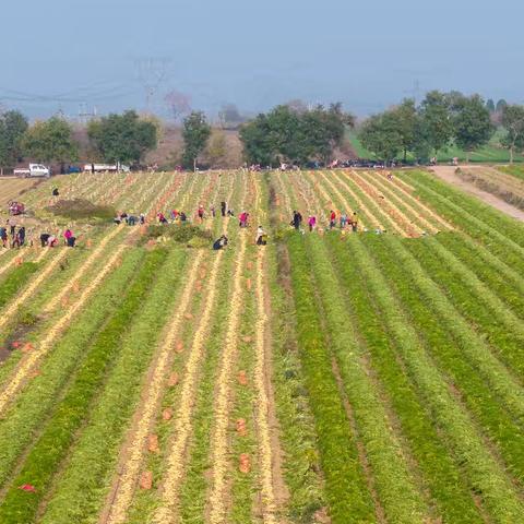 丰收季来临：临汾县底西南村的胡萝卜盛宴
