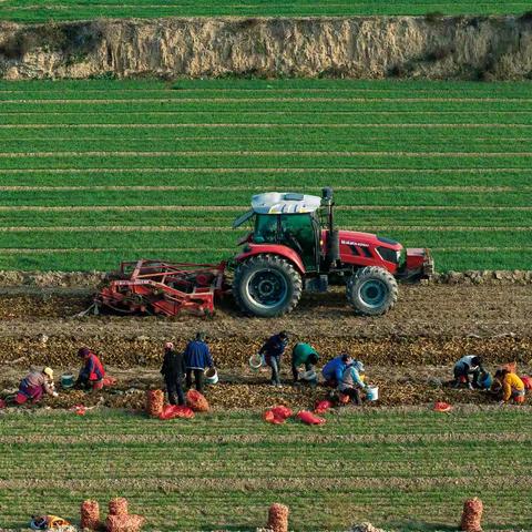 【初冬丰收画卷】县底镇农民抢抓晴好天气采收中药生地