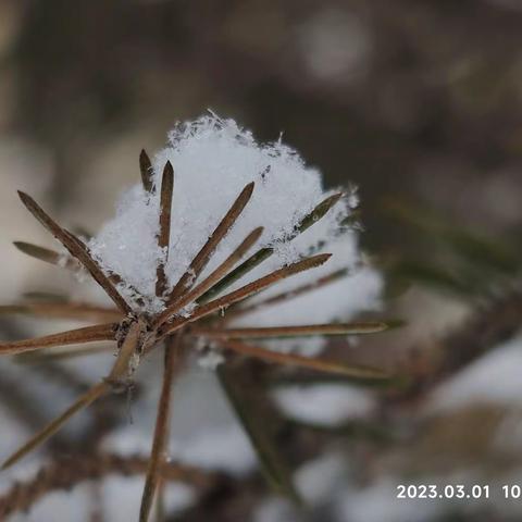 瑞雪贵如金