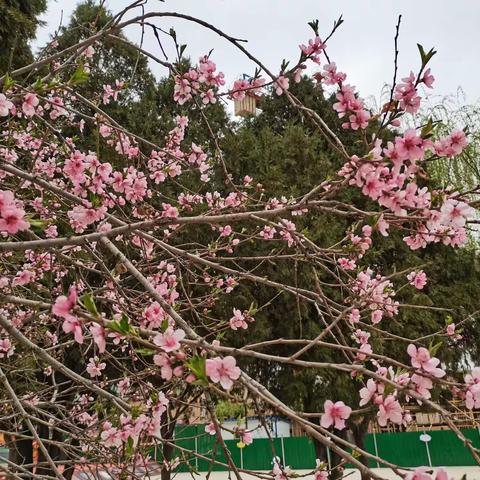 阳春四月天，多彩活动季——漳县幼儿园中六班四月活动掠影