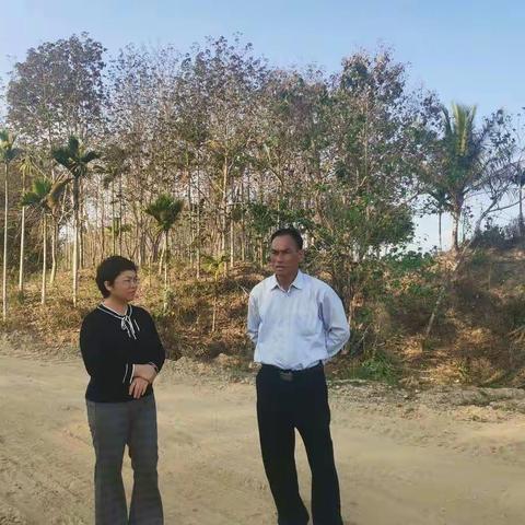 县委常委、统战部部长许芳玉到黎盆村委会调研加快推进陵水县滨河北下园村至南平农场公路工程征地迁坟工作