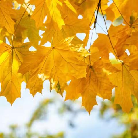 《拥抱秋天 与秋童行》——记合水县幼儿园中二班秋季社会实践活动