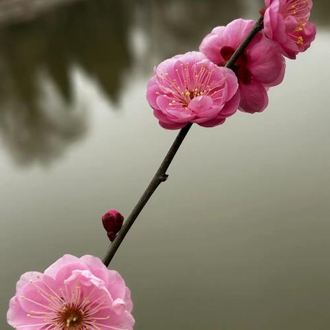 豆腐和菠菜可以一块儿吃吗？
