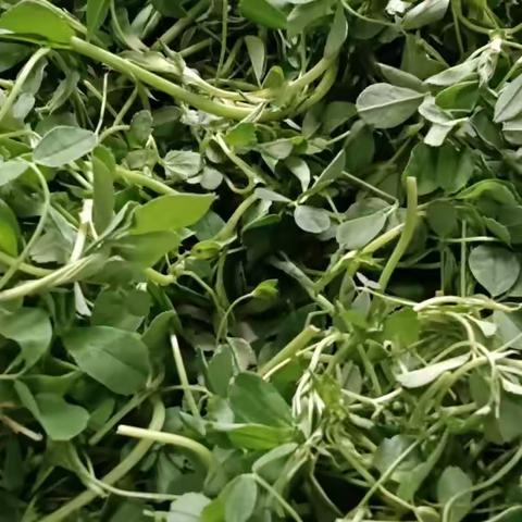 苜蓿 的营养价值和功效