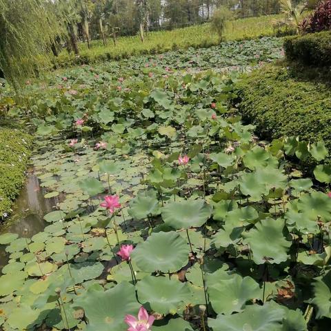寻找夏天的足迹