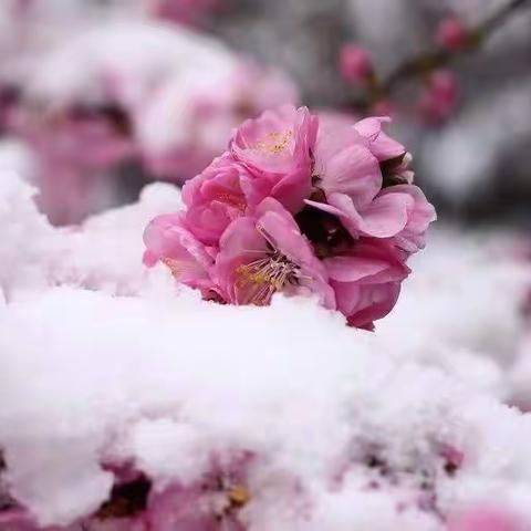 瑞雪兆丰年，“双喜”临门迎元宵