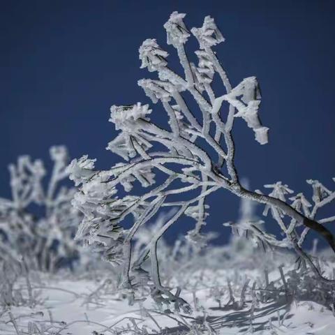 《瑞雪》