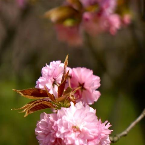 2020年樱花盛开的季节🌸🌸🌸