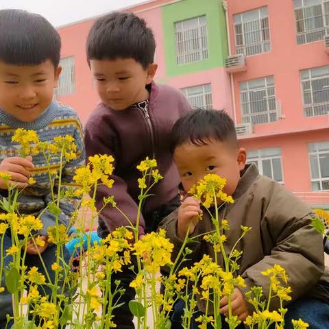 县直幼儿园耕读苑清明节主题活动