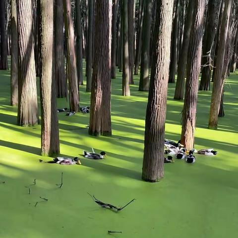 【邀你共读】带上信心与勇气出发——三（6）班共读《绿野仙踪》