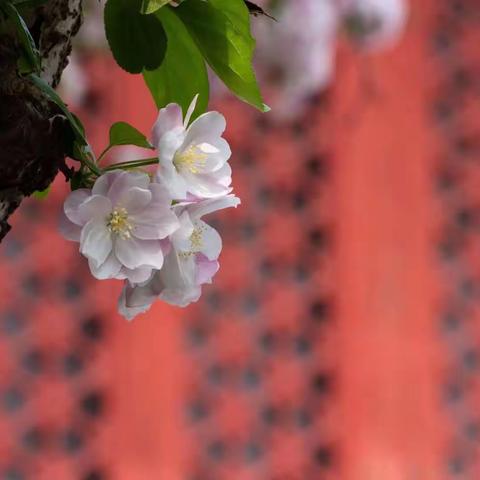 紫禁城里的花