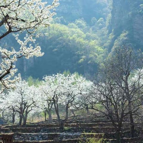 大山深处的春天