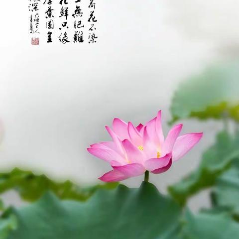 荷韵