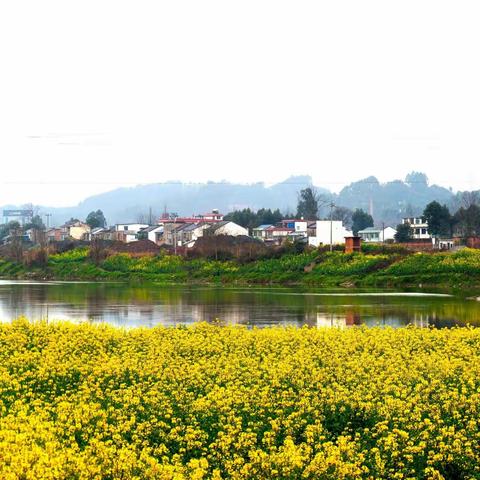 油 菜 花 田 惹 人 醉