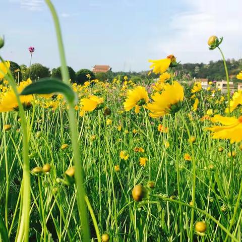 赏花吟诗抒情真