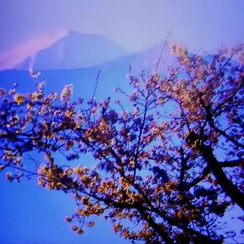 3月31大庆摄影家协会日本之旅