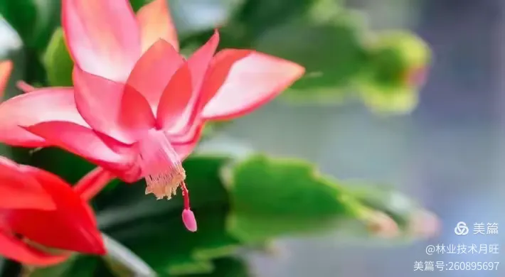 紫玉兰树的种植方法视频