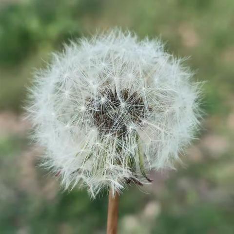 清明寄相思        ——于清明前夜