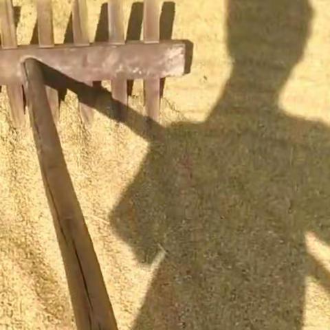 勤劳最美丽，劳动最光荣——葛源中学八5班的国庆体验