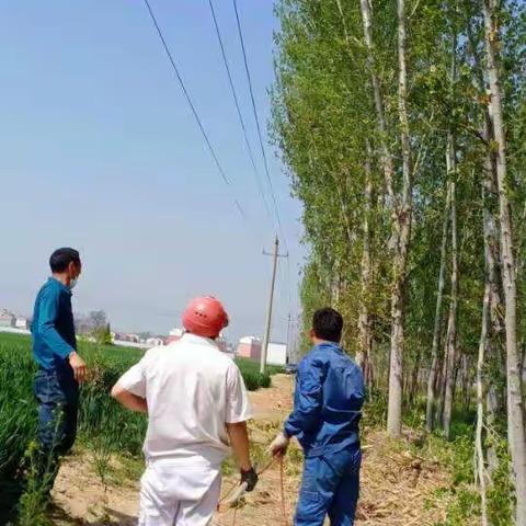 积极响应  快速行动--白象面业高压线路树枝清理行动