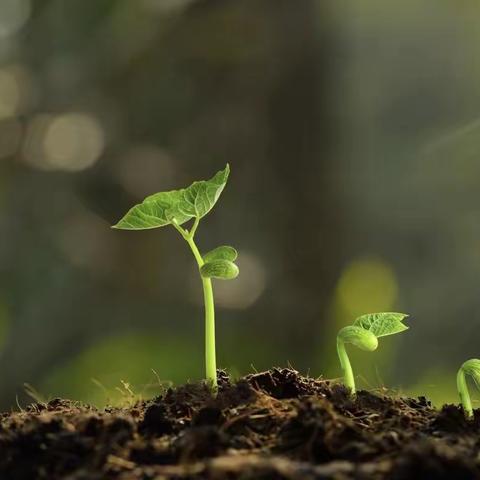 种下美丽 收获幸福🌱——白云区第二十七幼分园（俊发二幼）