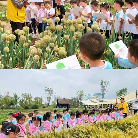 品格华豪丽晶幼儿园【探索大自然】趣味研学之旅