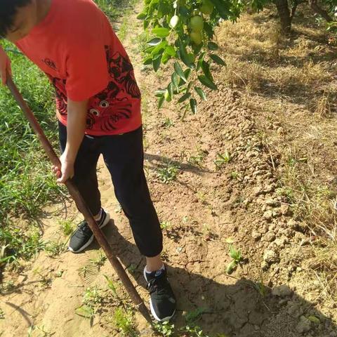 【吴启航】东康中心382班实践活动(劳动与美同在)