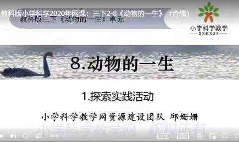 三年级 科学 《动物的一生》