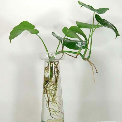 一年级 科学《观察一棵植物》