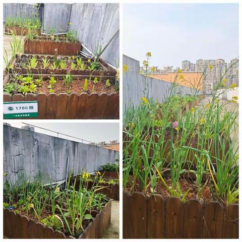 传统节日 •植树节🌱 种下一抹润，收获满眼春。