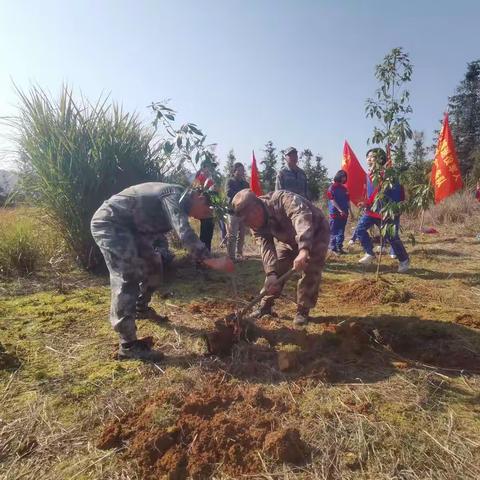 基干民兵齐植树，泉上大地添新绿