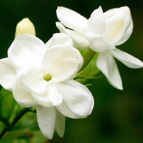 江苏民歌 《茉莉花》