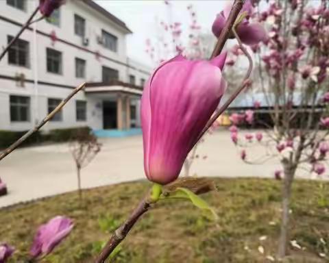 腰中的玉兰花