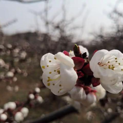 昼夜平分，芳菲入梦