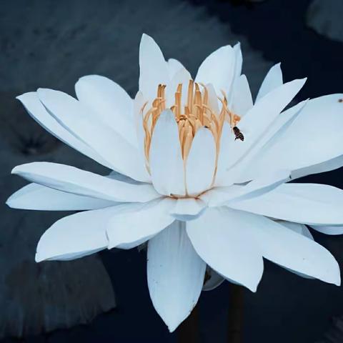 莲