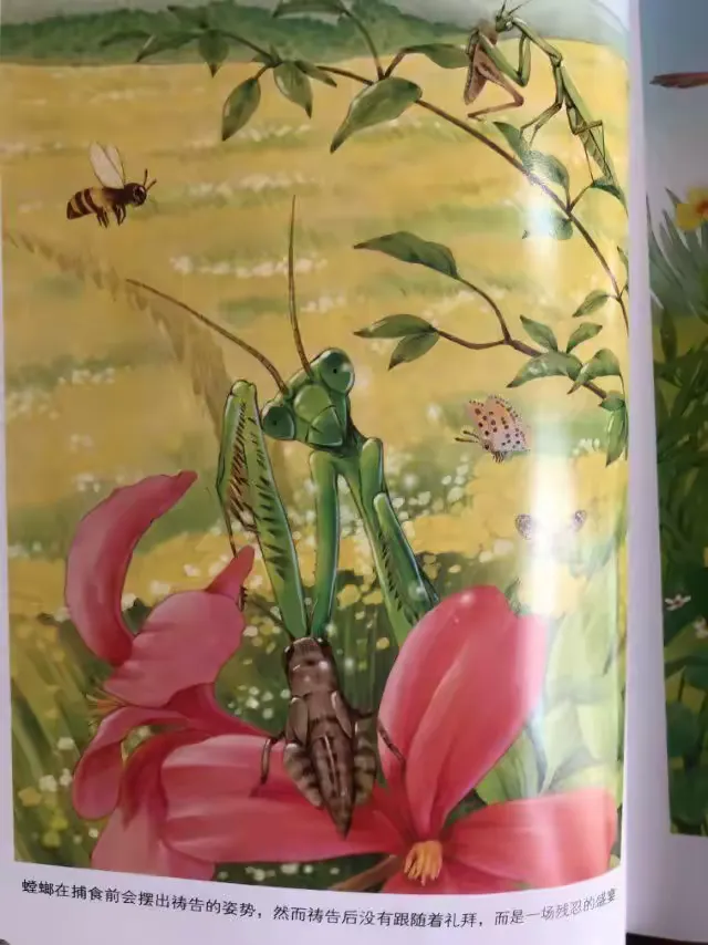 乔新淇推荐《昆虫记》