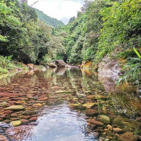 家乡古树知多少