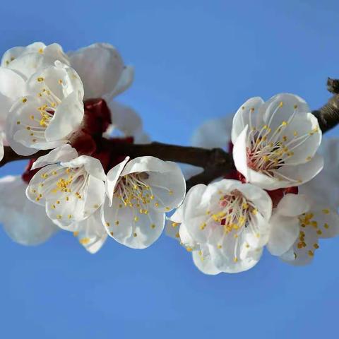 手工活动《满树花儿开》