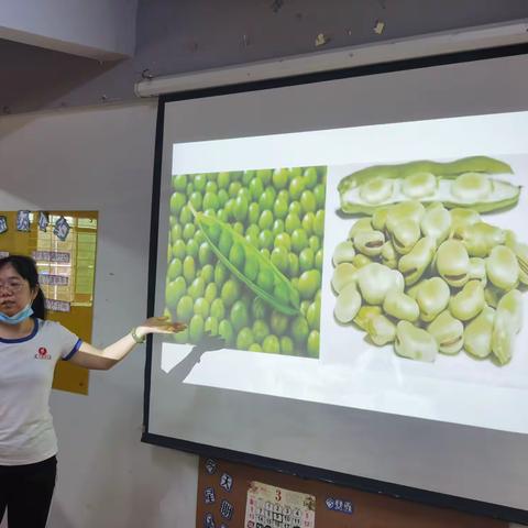 科学活动《蚕豆和豌豆》