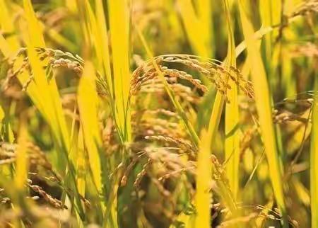 [禹小·英语]，“音”你而来 “英”你精彩