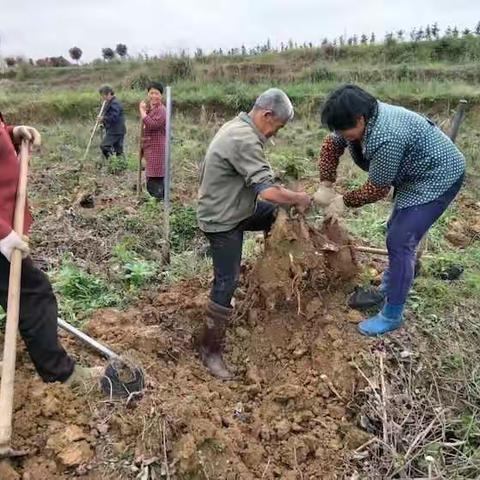 湘西原生态绿色健康产品之三（葛根粉、葛根米粉、葛根酒）