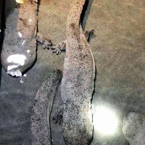 湘西原生态绿色健康产品之六（娃娃鱼）