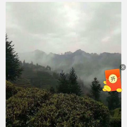 湘西原生态绿色健康产品之一（保靖黄金茶）