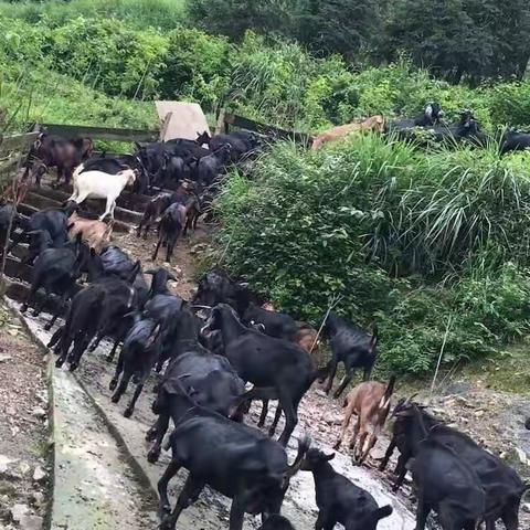 湘西原生态绿色健康产品之七（金堂黑山羊、南江黄羊、白羊、原生态土鸡土鸡蛋）