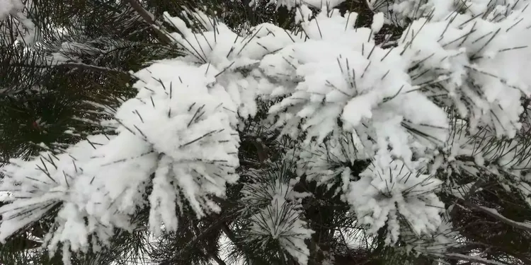 雪松树的价格是多少